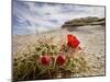 Claret Cup or Mojave Mound Cactus in Bloom, Mojave National Preserve, California, Usa-Rob Sheppard-Mounted Photographic Print