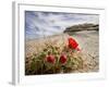 Claret Cup or Mojave Mound Cactus in Bloom, Mojave National Preserve, California, Usa-Rob Sheppard-Framed Photographic Print