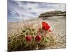 Claret Cup or Mojave Mound Cactus in Bloom, Mojave National Preserve, California, Usa-Rob Sheppard-Mounted Photographic Print