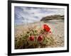 Claret Cup or Mojave Mound Cactus in Bloom, Mojave National Preserve, California, Usa-Rob Sheppard-Framed Photographic Print