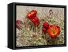 Claret Cup or Mojave Mound Cactus in Bloom, Mojave National Preserve, California, Usa-Rob Sheppard-Framed Stretched Canvas