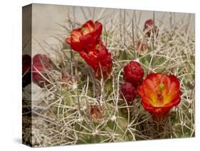 Claret Cup or Mojave Mound Cactus in Bloom, Mojave National Preserve, California, Usa-Rob Sheppard-Stretched Canvas
