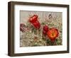 Claret Cup or Mojave Mound Cactus in Bloom, Mojave National Preserve, California, Usa-Rob Sheppard-Framed Photographic Print