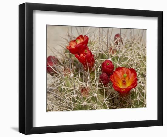 Claret Cup or Mojave Mound Cactus in Bloom, Mojave National Preserve, California, Usa-Rob Sheppard-Framed Photographic Print