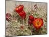 Claret Cup or Mojave Mound Cactus in Bloom, Mojave National Preserve, California, Usa-Rob Sheppard-Mounted Photographic Print