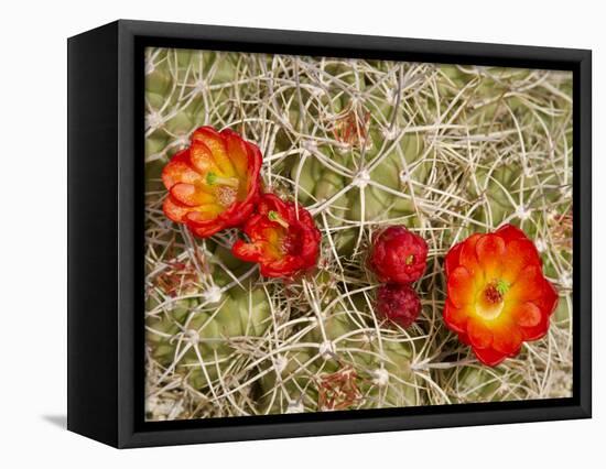 Claret Cup or Mojave Mound Cactus in Bloom, Mojave National Preserve, California, Usa-Rob Sheppard-Framed Stretched Canvas