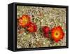 Claret Cup or Mojave Mound Cactus in Bloom, Mojave National Preserve, California, Usa-Rob Sheppard-Framed Stretched Canvas