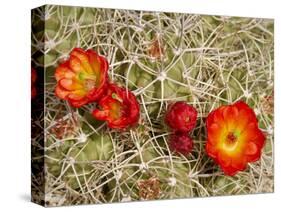 Claret Cup or Mojave Mound Cactus in Bloom, Mojave National Preserve, California, Usa-Rob Sheppard-Stretched Canvas