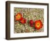 Claret Cup or Mojave Mound Cactus in Bloom, Mojave National Preserve, California, Usa-Rob Sheppard-Framed Photographic Print