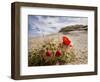 Claret Cup or Mojave Mound Cactus in Bloom, Mojave National Preserve, California, Usa-Rob Sheppard-Framed Photographic Print