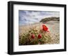 Claret Cup or Mojave Mound Cactus in Bloom, Mojave National Preserve, California, Usa-Rob Sheppard-Framed Photographic Print