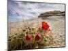 Claret Cup or Mojave Mound Cactus in Bloom, Mojave National Preserve, California, Usa-Rob Sheppard-Mounted Photographic Print