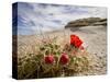 Claret Cup or Mojave Mound Cactus in Bloom, Mojave National Preserve, California, Usa-Rob Sheppard-Stretched Canvas