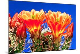 Claret Cups on Blue I-Douglas Taylor-Mounted Photographic Print