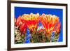 Claret Cups on Blue I-Douglas Taylor-Framed Photographic Print