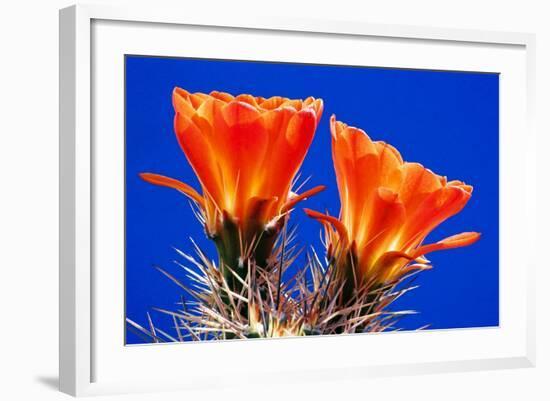 Claret Cups on Blue II-Douglas Taylor-Framed Photographic Print