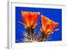 Claret Cups on Blue II-Douglas Taylor-Framed Photographic Print