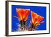 Claret Cups on Blue II-Douglas Taylor-Framed Photographic Print