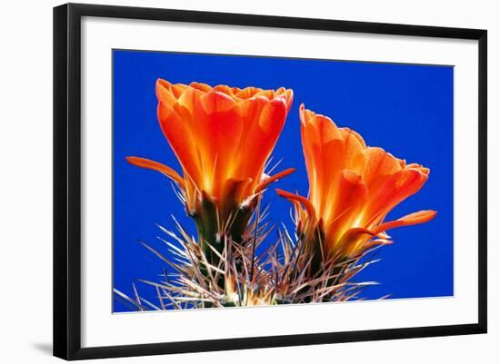 Claret Cups on Blue II-Douglas Taylor-Framed Photographic Print