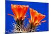 Claret Cups on Blue II-Douglas Taylor-Mounted Photographic Print
