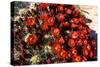 Claretcup Cactus (Echinocereus Triglochidiatus) in Bloom-Richard Wright-Stretched Canvas