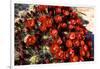 Claretcup Cactus (Echinocereus Triglochidiatus) in Bloom-Richard Wright-Framed Photographic Print