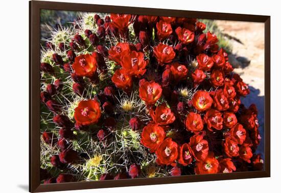 Claretcup Cactus (Echinocereus Triglochidiatus) in Bloom-Richard Wright-Framed Photographic Print