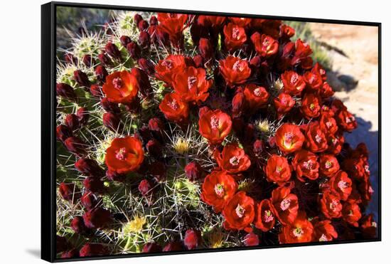 Claretcup Cactus (Echinocereus Triglochidiatus) in Bloom-Richard Wright-Framed Stretched Canvas