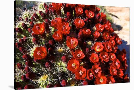 Claretcup Cactus (Echinocereus Triglochidiatus) in Bloom-Richard Wright-Stretched Canvas