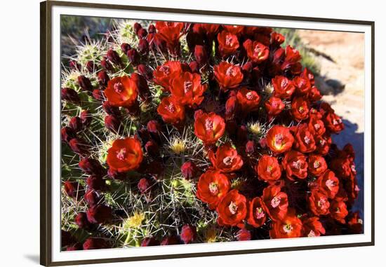 Claretcup Cactus (Echinocereus Triglochidiatus) in Bloom-Richard Wright-Framed Premium Photographic Print