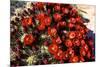 Claretcup Cactus (Echinocereus Triglochidiatus) in Bloom-Richard Wright-Mounted Premium Photographic Print