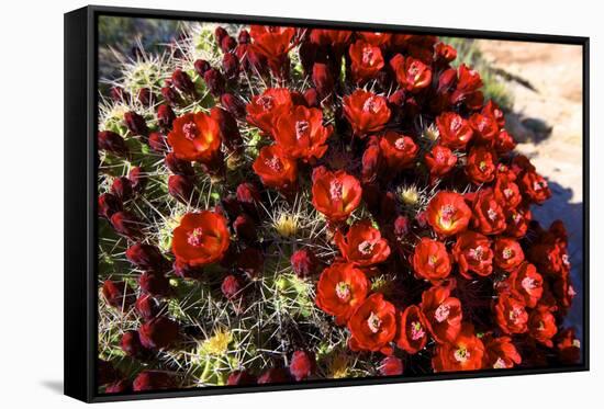 Claretcup Cactus (Echinocereus Triglochidiatus) in Bloom-Richard Wright-Framed Stretched Canvas