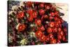 Claretcup Cactus (Echinocereus Triglochidiatus) in Bloom-Richard Wright-Stretched Canvas