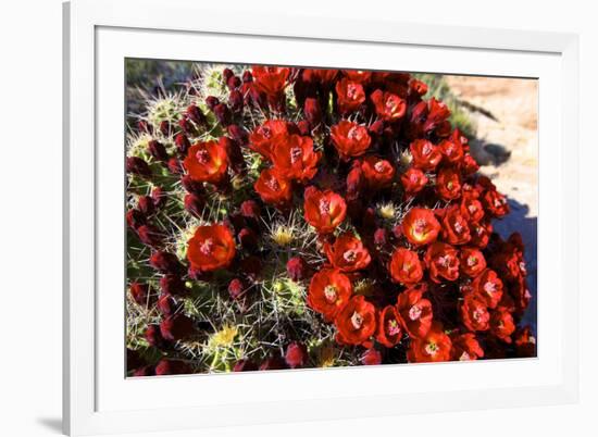 Claretcup Cactus (Echinocereus Triglochidiatus) in Bloom-Richard Wright-Framed Photographic Print