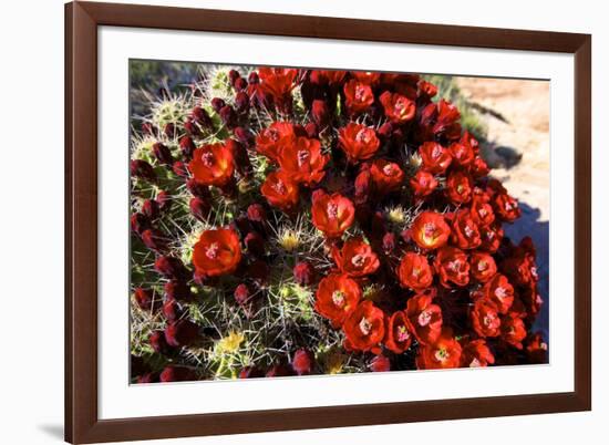 Claretcup Cactus (Echinocereus Triglochidiatus) in Bloom-Richard Wright-Framed Photographic Print