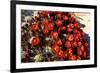 Claretcup Cactus (Echinocereus Triglochidiatus) in Bloom-Richard Wright-Framed Photographic Print