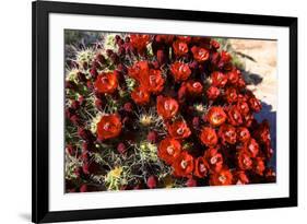 Claretcup Cactus (Echinocereus Triglochidiatus) in Bloom-Richard Wright-Framed Photographic Print