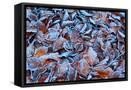 Framed Canvas