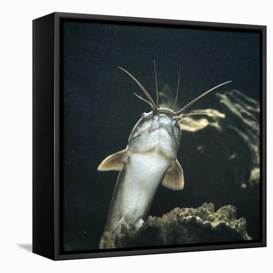 Clarias Catfish Showing Barbels-Jane Burton-Framed Stretched Canvas