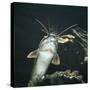 Clarias Catfish Showing Barbels-Jane Burton-Stretched Canvas