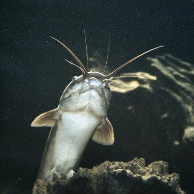'Clarias Catfish Showing Barbels' Photographic Print Jane Burton