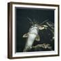 Clarias Catfish Showing Barbels-Jane Burton-Framed Photographic Print