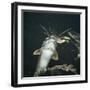 Clarias Catfish Showing Barbels-Jane Burton-Framed Photographic Print