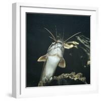 Clarias Catfish Showing Barbels-Jane Burton-Framed Photographic Print