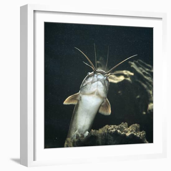 Clarias Catfish Showing Barbels-Jane Burton-Framed Photographic Print