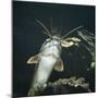 Clarias Catfish Showing Barbels-Jane Burton-Mounted Photographic Print