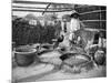 Clarifying Sugar Cane Juce, Annam, Vietnam, 1922-null-Mounted Giclee Print