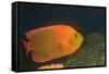 Clarion Angelfish-Hal Beral-Framed Stretched Canvas