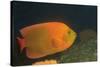 Clarion Angelfish-Hal Beral-Stretched Canvas