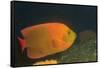 Clarion Angelfish-Hal Beral-Framed Stretched Canvas